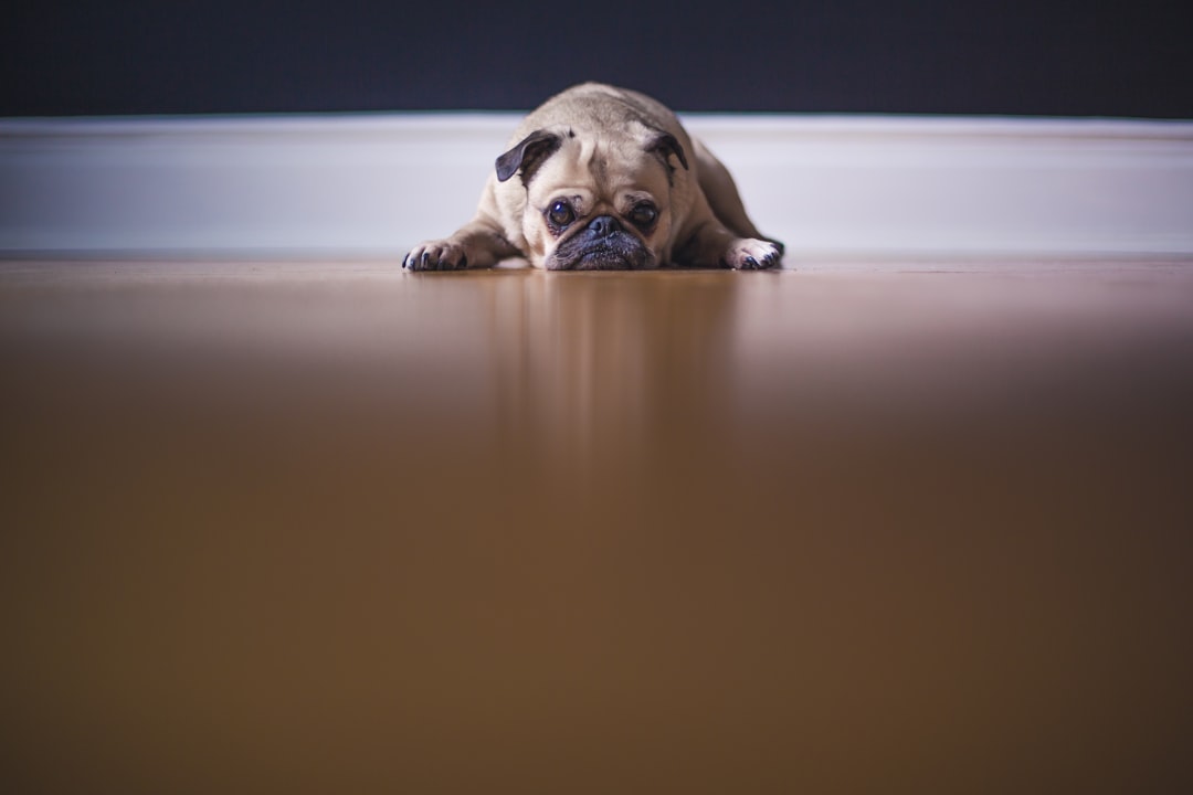 Photo Dog, Rainbow Bridge