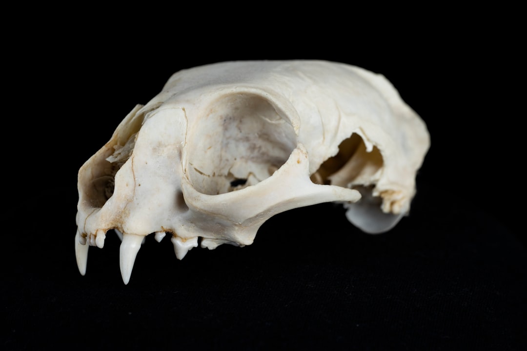 Photo Animal skull