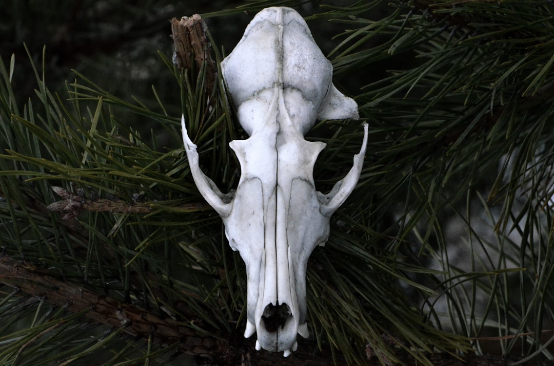 The Majestic Moose Skull: A Symbol of Strength and Power